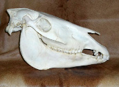 Burchell Zebra skull