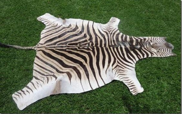 Burchell Zebra hide